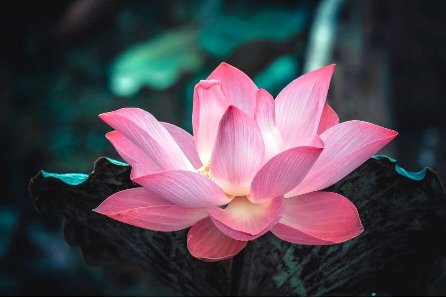 Fleur de Lotus Signification et Symbole